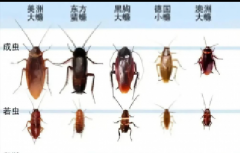 蟑螂防治